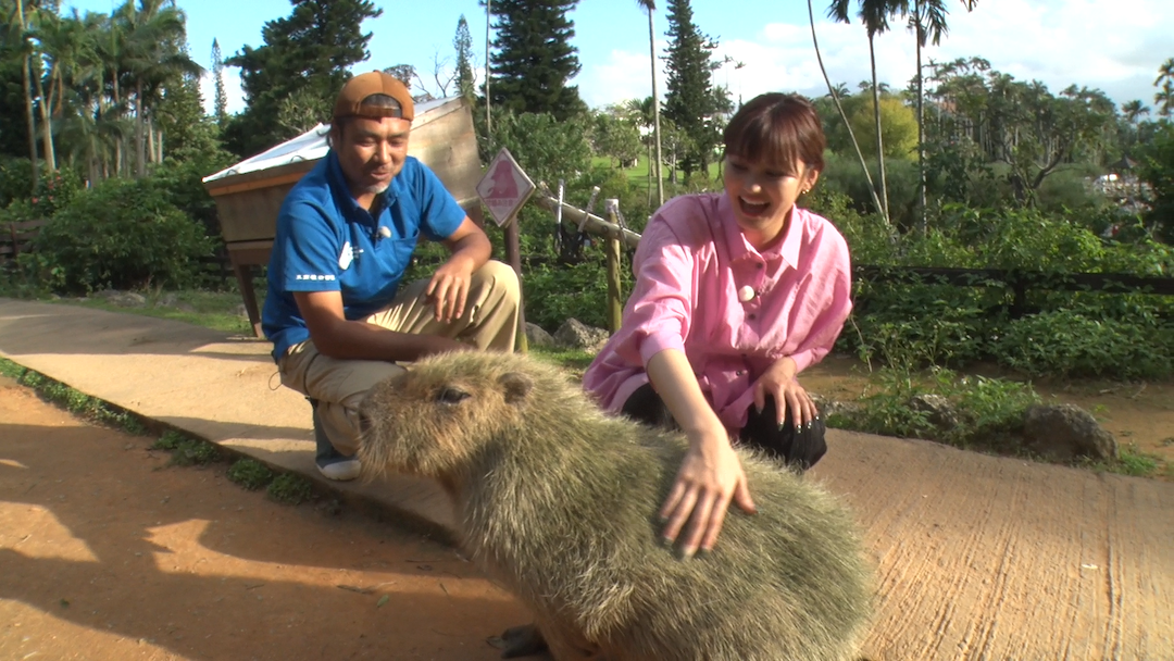 #9 日本最大級の植物園、東南植物楽園の昼と夜の楽しみ方を満喫！